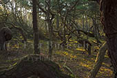 Häxornas skog - foto av Eva Bucksch